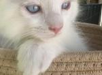 Flame Ragdoll - Ragdoll Kitten For Sale - Westborough, MA, US