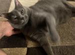 Iris - Domestic Cat For Adoption - Tomball, TX, US