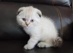 Bella - Scottish Fold Kitten For Sale - Lionshead Lake, NJ, US