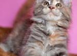 Zayka - Maine Coon Kitten For Sale - 