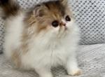 Adorable Calico Girl - Persian Kitten For Sale - 