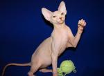 Marty - Sphynx Kitten For Sale - Memphis, TN, US