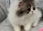 Cute Blue Tabby & White Girl - Persian Kitten For Sale - 