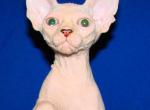 Colin - Sphynx Kitten For Sale - Memphis, TN, US