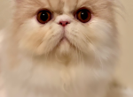 Sweetest Boy Cream and White - Persian Cat For Sale - Rocklin, CA, US