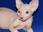 Damian odd eyed - Sphynx Kitten For Sale - Memphis, TN, US