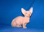 Hunter Bambino - Sphynx Kitten For Sale - Memphis, TN, US