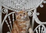 Willie - Scottish Straight Kitten For Sale - North Richland Hills, TX, US