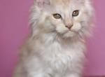 Zorro - Maine Coon Kitten For Sale - FL, US