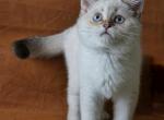 Larry - Scottish Straight Kitten For Sale - 