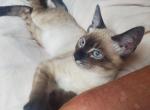 Chocolate lynx  polydactyl siamese - Polydactyl Cat For Sale - Genoa City, WI, US