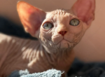 Canadian Sphynx kitten name Wagner - Sphynx Kitten For Sale - Memphis, TN, US