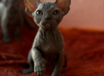 Canadian Sphynx Kitten Xelga - Sphynx Kitten For Sale - Memphis, TN, US