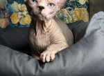 Canadian Sphynx Kitten Flint - Sphynx Kitten For Sale - Memphis, TN, US