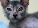 Lykoi Kitten Name Benwick - Lykoi Kitten For Sale - Memphis, TN, US