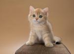 Xanti - British Shorthair Kitten For Sale - Gurnee, IL, US