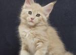 Chelsea - Maine Coon Kitten For Sale - Gurnee, IL, US