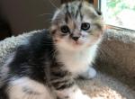 Stephen - Scottish Fold Kitten For Sale - Plymouth, MA, US