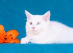French Kiss  odd eyes - Maine Coon Kitten For Sale - Brooklyn, NY, US