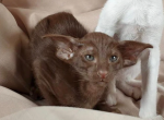 Oriental kitten name Hana - Oriental Kitten For Sale - Memphis, TN, US