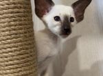 Oriental kitten name Sharlotta - Oriental Kitten For Sale - Memphis, TN, US