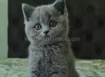 Eily plushy british shorthair blue solid color - British Shorthair Kitten For Sale - Dallas, TX, US