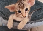 Oriental Kitten Name Vivi - Oriental Kitten For Sale