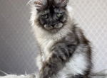 Tamerlan - Maine Coon Kitten For Sale - Abington, PA, US