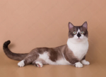 Munchkin Yarik WP - Munchkin Cat For Sale - Abington, PA, US