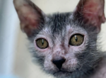 Lykoi Kitten Name Benwick - Lykoi Kitten For Sale - Abington, PA, US