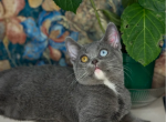 Canadian Sphynx Kitten Sapphire DBE - Sphynx Kitten For Sale - Abington, PA, US