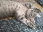 Sassy - Domestic Kitten For Sale - Union City, NJ, US