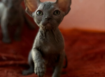 Canadian Sphynx Kitten Xelga - Sphynx Kitten For Sale - Abington, PA, US