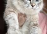 Debrah - Siberian Cat For Sale - New City, NY, US