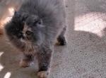 Cfa blue cream persian kitten - Persian Kitten For Sale - Woodburn, IN, US