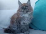 Demon - Maine Coon Kitten For Sale - Miami, FL, US