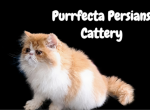 CFA red an white male persian kitten - Persian Kitten For Sale - Woodburn, IN, US