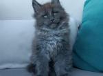 Debut - Maine Coon Kitten For Sale - Miami, FL, US