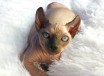 Elf Kitten Name Darina - Sphynx Kitten For Sale - Abington, PA, US