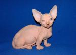 Hunter Bambino - Sphynx Kitten For Sale - Abington, PA, US