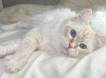 Elisha - Siberian Cat For Sale - New City, NY, US