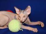 Petra - Sphynx Kitten For Sale - Abington, PA, US