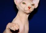 Marty - Sphynx Kitten For Sale