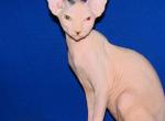Mandy Odd Eyed - Sphynx Kitten For Sale - Abington, PA, US