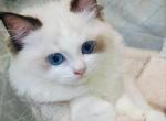 pretty - Ragdoll Kitten For Sale - Los Angeles, CA, US