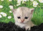 River Scottish Fold Silver Shaded Boy - Scottish Fold Kitten For Sale - Odessa, FL, US