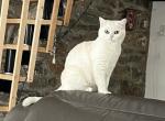 Asya - Scottish Straight Cat For Sale - PA, US