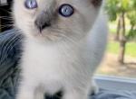 Female Rogdoll Kitten - Ragdoll Kitten For Sale - 