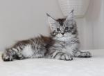 Ameli Starlet pet - Maine Coon Kitten For Sale - NY, US