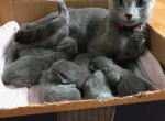 Russian Blue M&F - Russian Blue Kitten For Sale - 